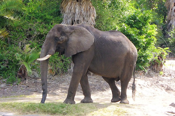 Kilimanjaro Safari